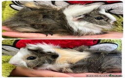 Guinea Pig rodents for sale: Baby boar guinea pigs  - Image 2