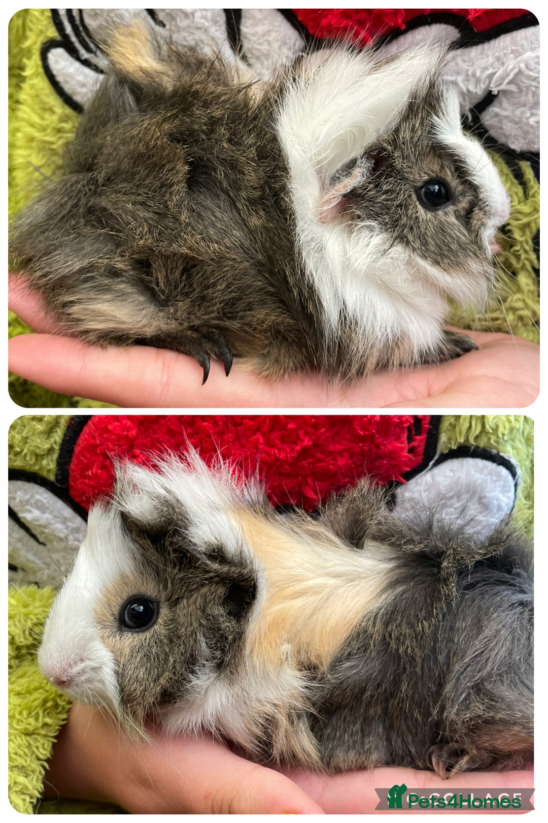 Guinea Pig rodents for sale: Baby boar guinea pigs  - Image 2