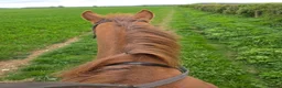 Irish Thoroughbred horses for sale: Chestnut Tb Mare 5 years old  - Advert 6