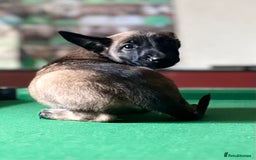 Belgian Shepherd Dog dogs for sale: Belgian Malinois puppy LILO - Image 8