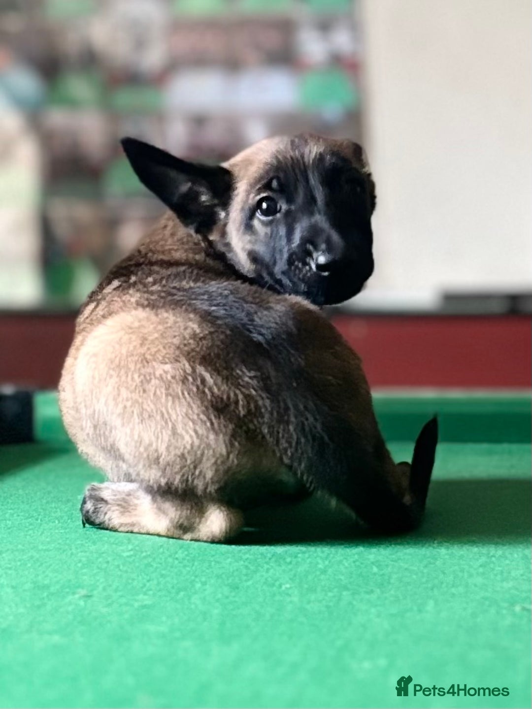 Belgian Shepherd Dog dogs for sale: Belgian Malinois puppy LILO - Image 8