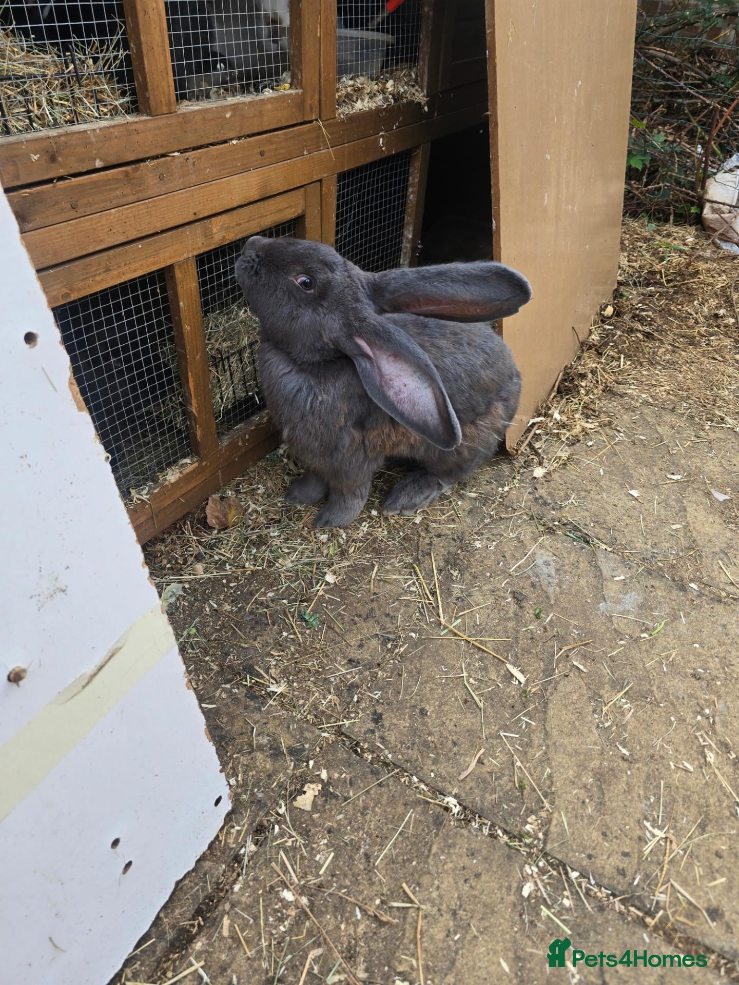 Continental Giant rabbits Continental Giant Rabbit Kits Bookings Now Open 🐰 - Advert 2