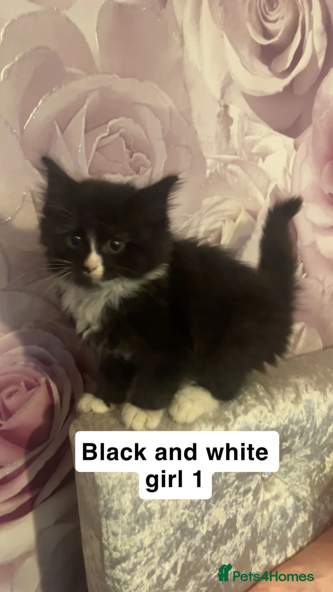 Mixed Breed cats for sale: Kittens for sale  - Advert 7