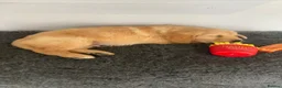 Golden Retriever dogs for sale: Golden retriever  in Romford - Advert 19