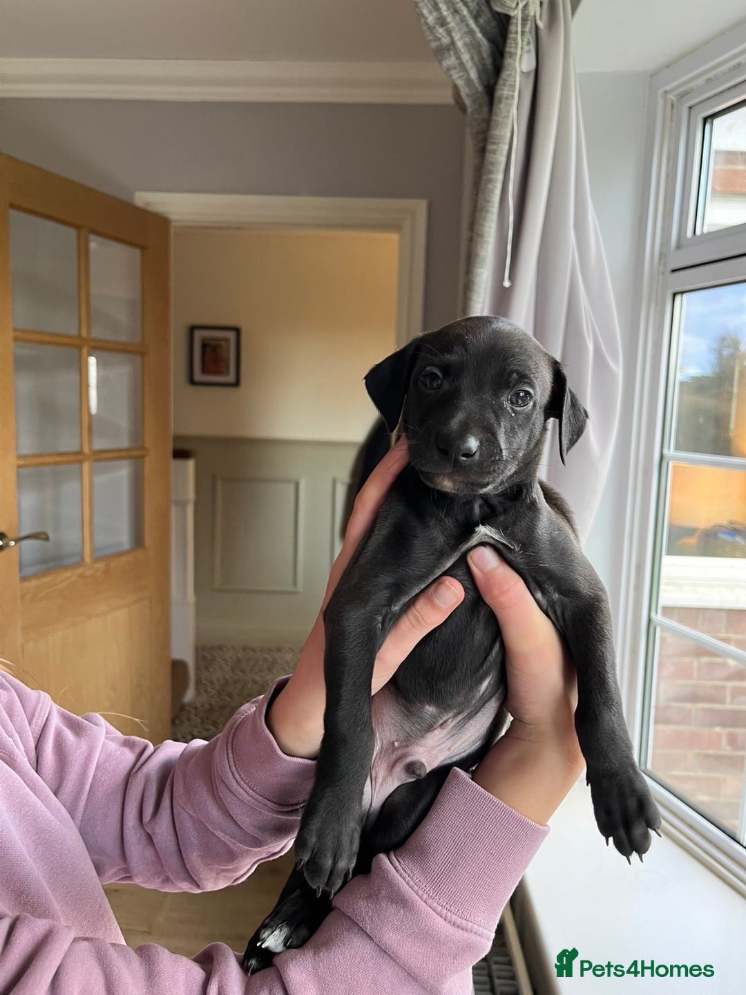 Italian Greyhound dogs for sale: 🐾kc registered Italian greyhound puppies 🐾 - Image 7