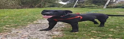 Mixed Breed dogs for adoption: FOSTER CALL:❤️NICOL❤️Energetic, Playful, Loving in Bude - Advert 15