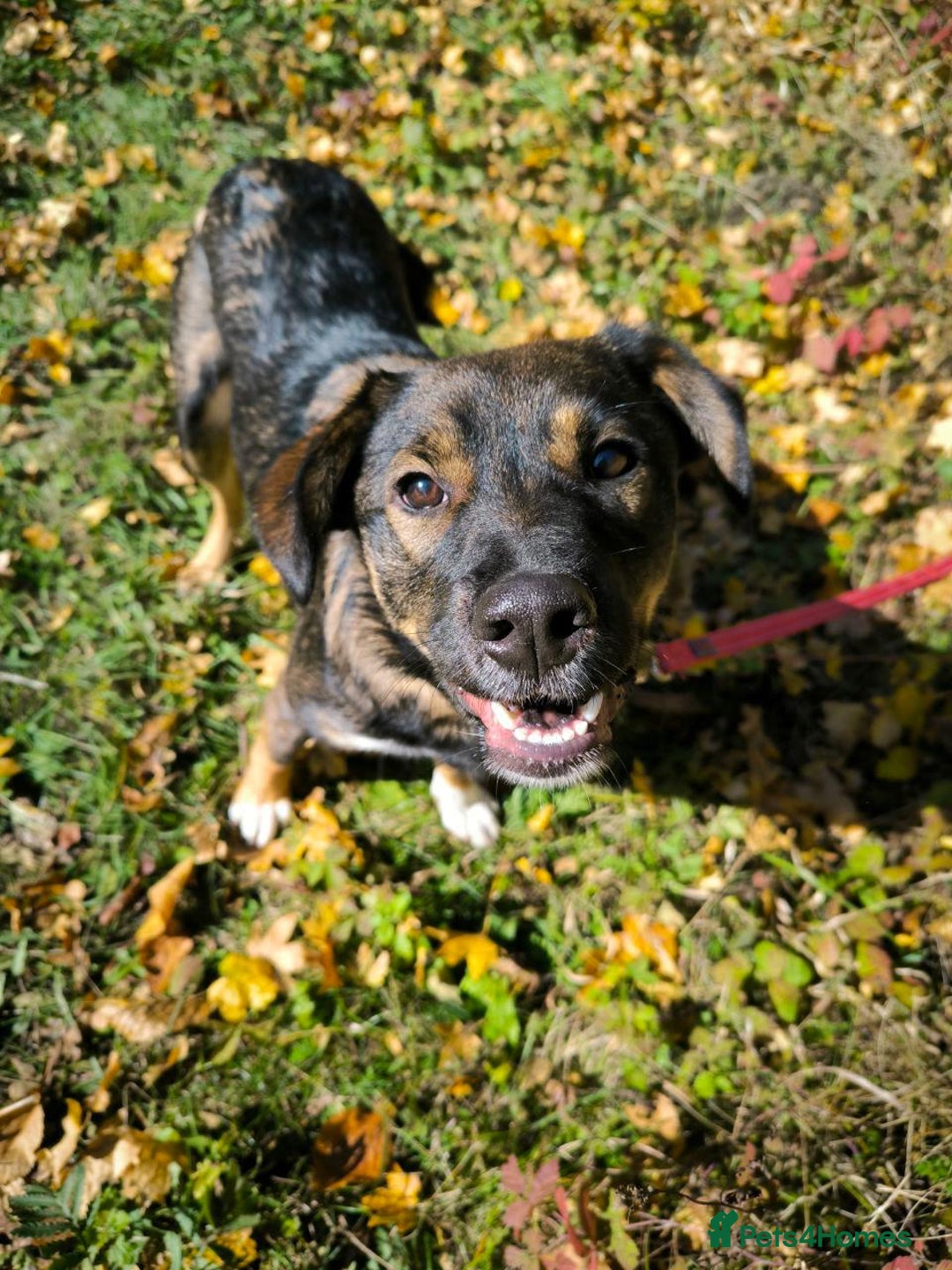 Mixed Breed dogs for adoption: 💙🐶 KOKOS 🐶💙 - Advert 2