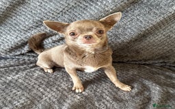 Chihuahua dogs for sale: Kc spayed female chihuahua.  in South Shields - Image 2