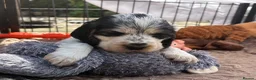 Cocker Spaniel dogs for sale: Quality KC babies - extensive health tests clear - Advert 5