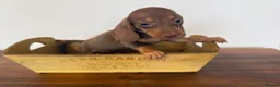 Miniature Dachshund dogs for sale: Beautiful Chocolate & Tan Dachshund Pups Ready Now - Advert 17