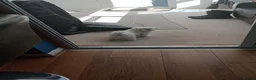 Maltese dogs for sale: EXQUISITE 5STAR TOY MINIATURE KOREAN MALTESE PUPPY - Advert 3