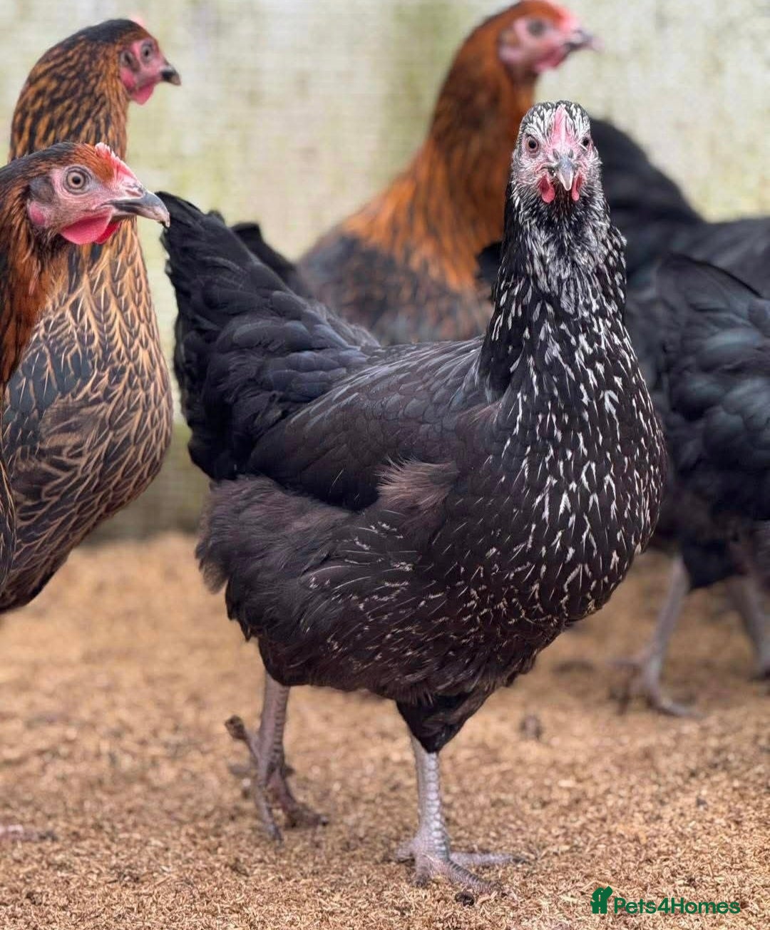 Chickens poultry for sale: Hens (chicken/ducks) Point Of Lay, multiple breeds - Image 10