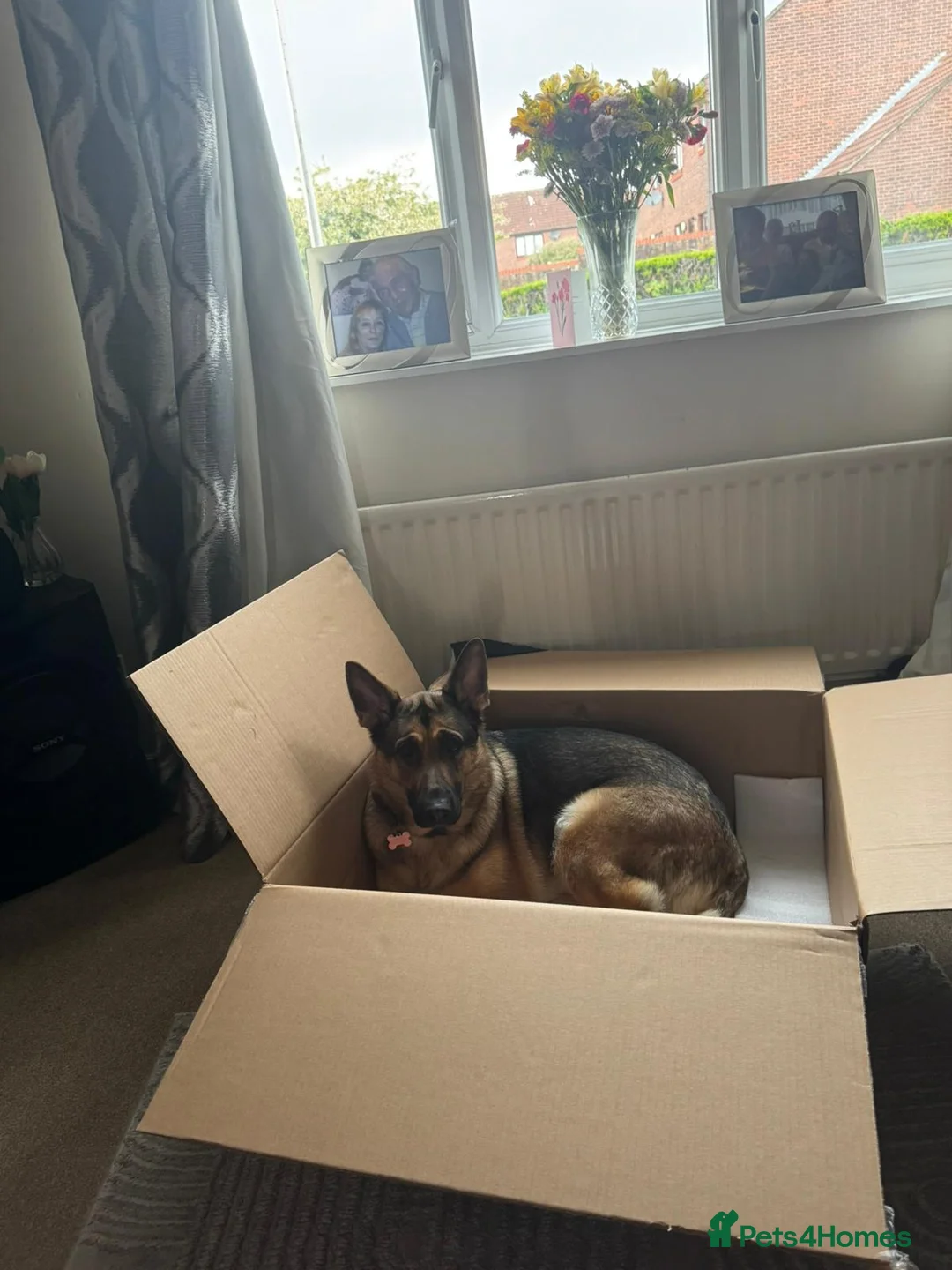 German Shepherd dogs for sale: Bella urgently needs a new forever home  - Advert 6