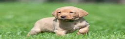 Labrador Retriever dogs for sale: One fox red lab available  in Grimsby - Advert 5