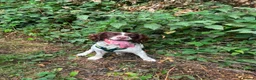 English Springer Spaniel dogs for sale: Male English springer for sale in Seaham - Advert 5
