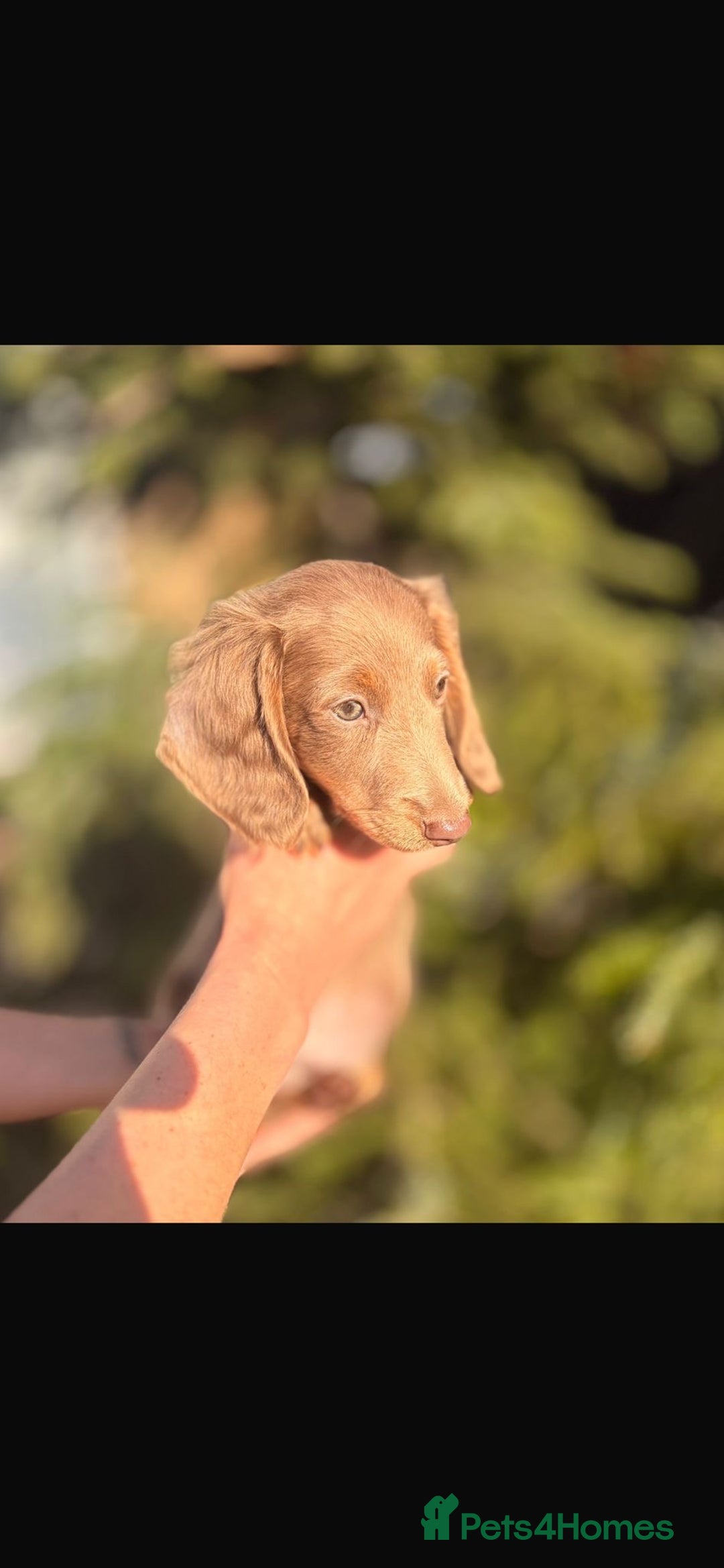 Miniature Dachshund dogs for sale: Miniature dachshund puppies  - Advert 2
