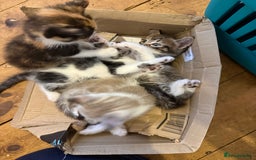 Mixed Breed cats for sale: Mixed breed kittens  - Image 13