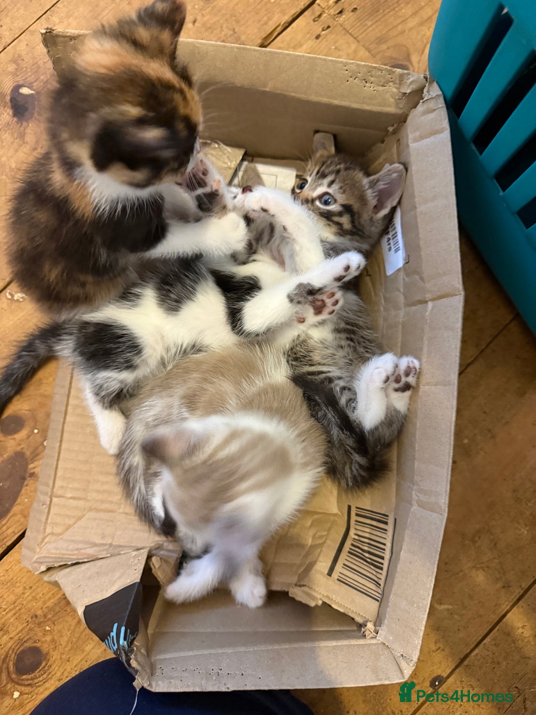 Mixed Breed cats for sale: Mixed breed kittens  - Image 13