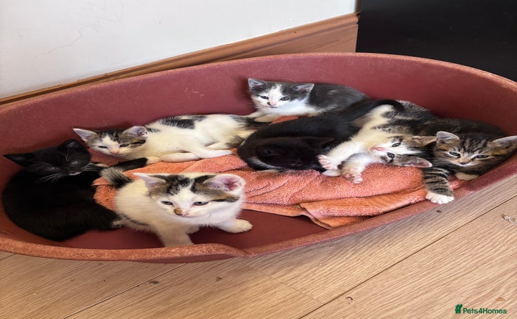 Mixed Breed cats - Advert 11