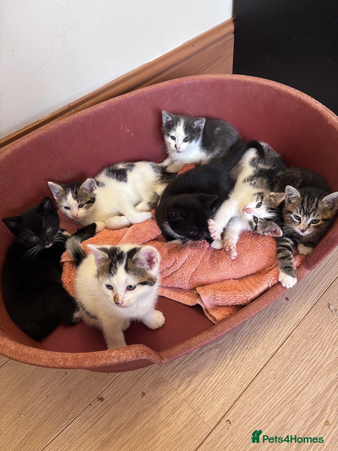 Mixed Breed cats for sale: Kittens seeking 5⭐️ forever homes - Image 1