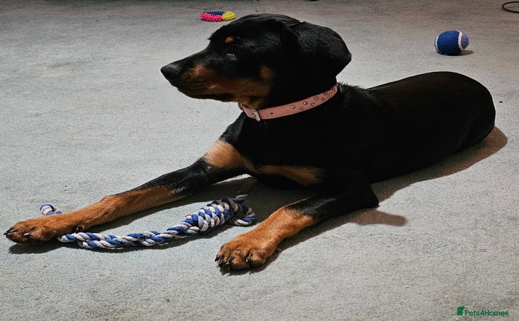 Dobermann dogs - Advert 9