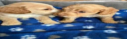 Cockapoo dogs for sale: Cockerpoo  - Advert 33