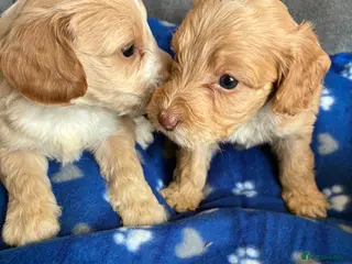 Cockapoo dogs 6 stunning cockapoo puppy’s - Advert 2