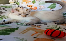 Scottish Fold cats for sale: SF kittens 🐯All found their forever home🐯 - Image 2