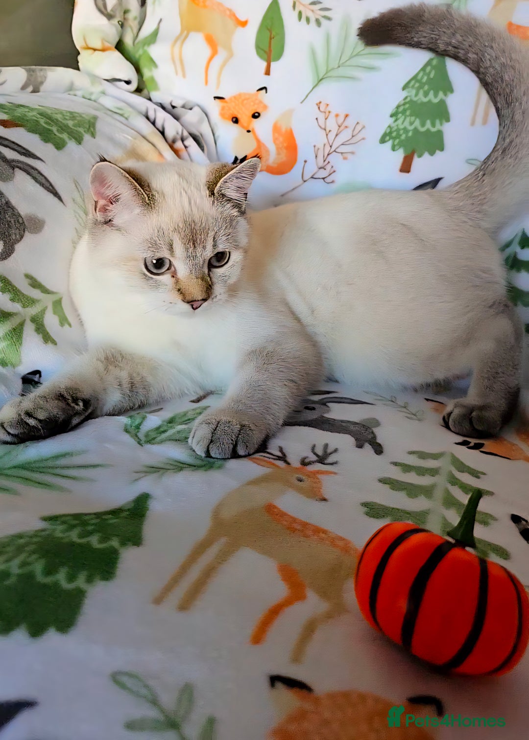 Scottish Fold cats for sale: SF kittens 🐯All found their forever home🐯 - Image 2