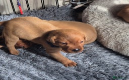 Labrador Retriever dogs for sale: Kc Registered Red labrador puppies  - Image 1