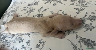 Miniature Dachshund dogs - Advert 8
