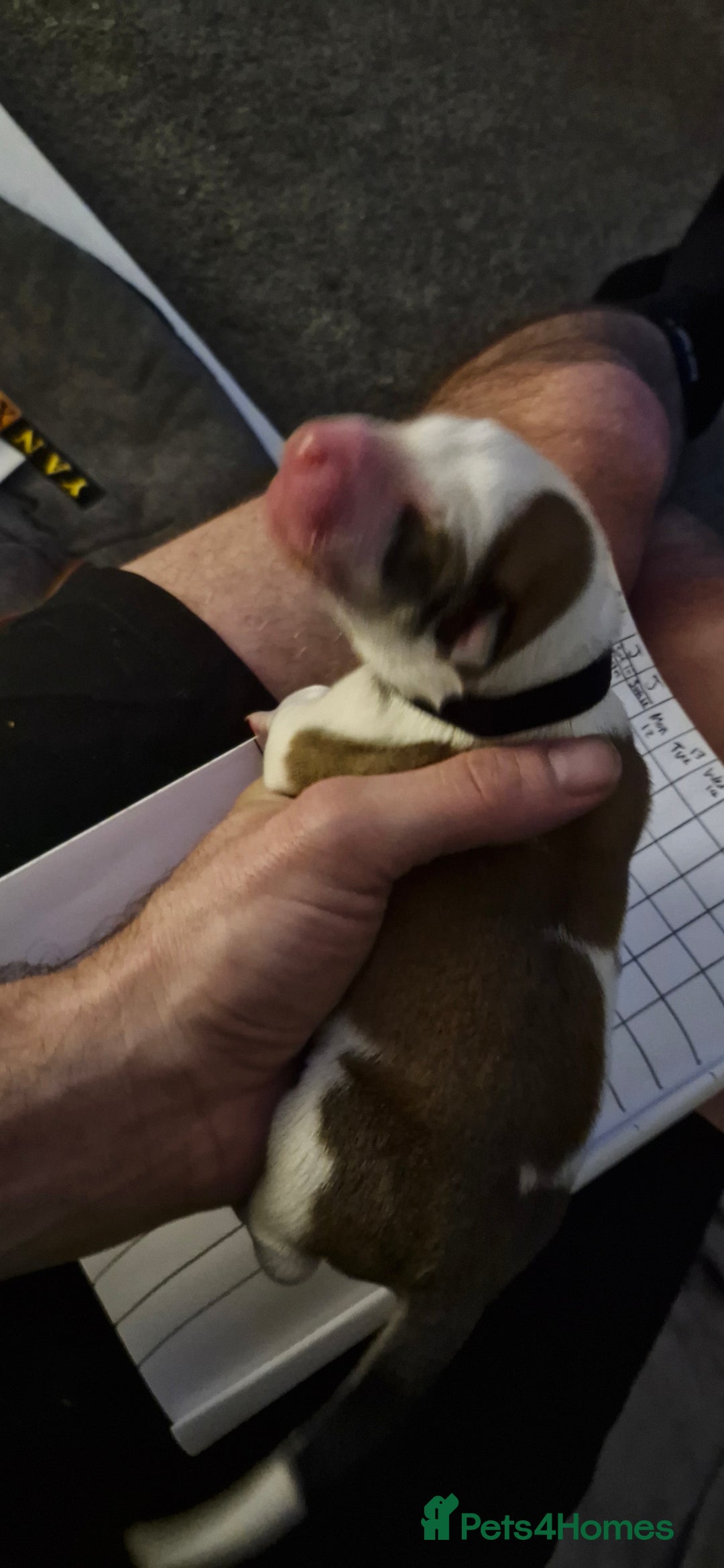 Mixed Breed dogs for sale: Bull grehound x collie (bull lurchers) - Advert 8