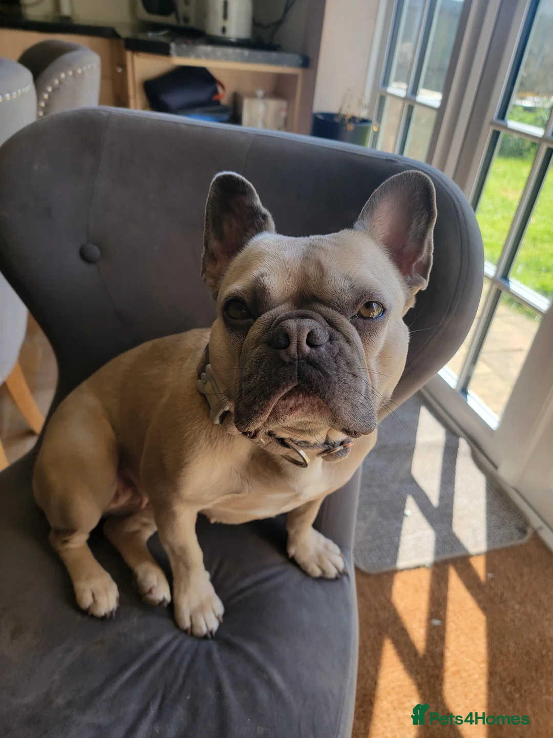 French Bulldog dogs for sale: beloved pet, devastating rehome in Saxmundham - Advert 1