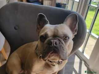 French Bulldog dogs beloved pet, devastating rehome - Advert 2