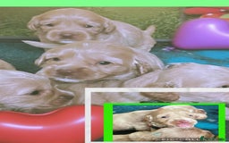 Australian Labradoodle dogs for sale: ♥️ 1 girl left ♥️ tiny tails , big hearts ♥️  - Image 25