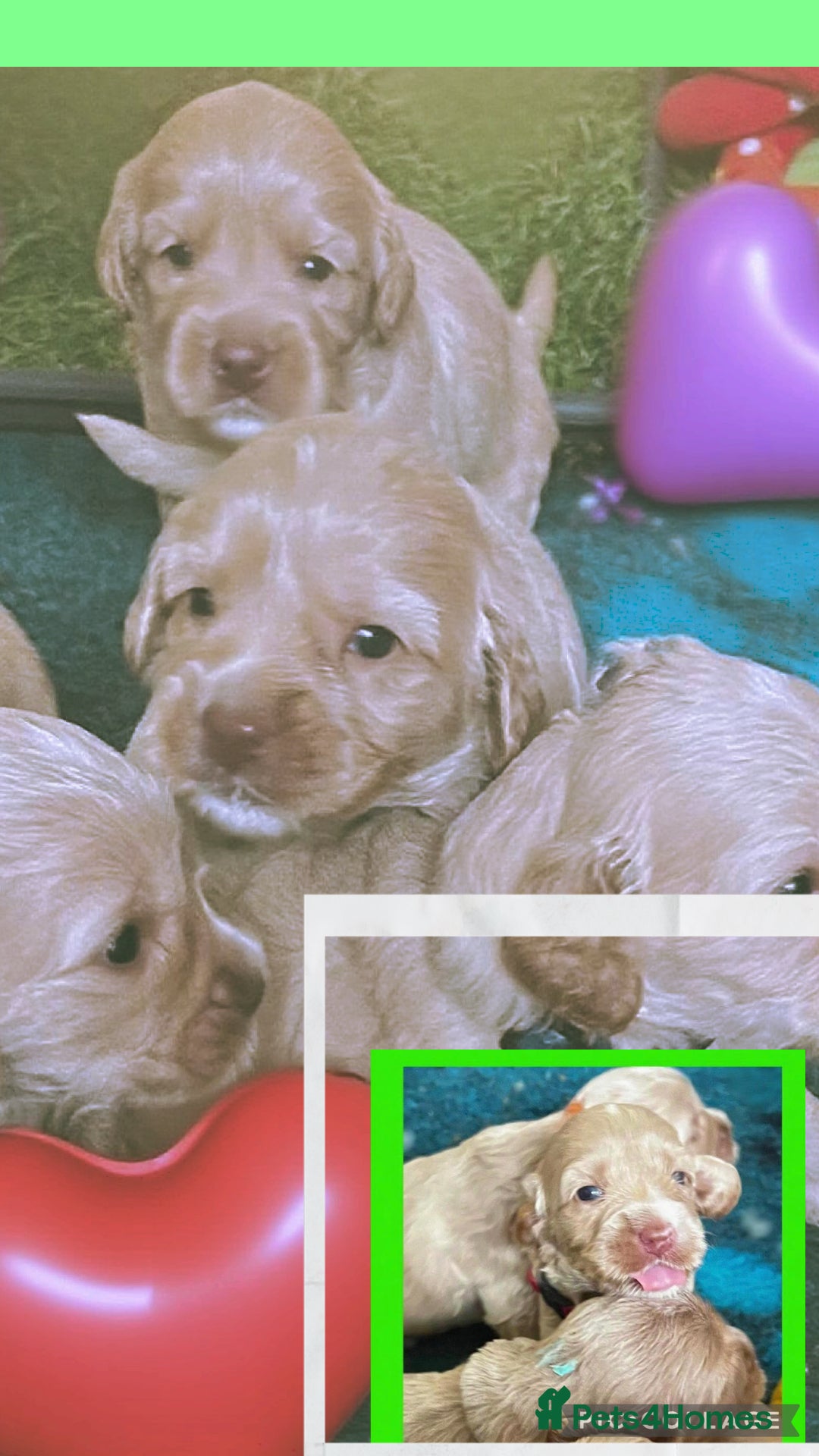 Australian Labradoodle dogs for sale: ♥️ 1 girl left ♥️ tiny tails , big hearts ♥️  - Image 25