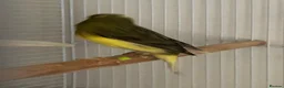 Canaries birds for sale: Raza Canary young male - Advert 4