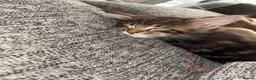 Maine Coon cats for sale: GCCF Maine Coone kittens, tested, vacc, vet check - Advert 9
