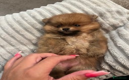 Pomeranian dogs for sale: Pom puppies - Image 5