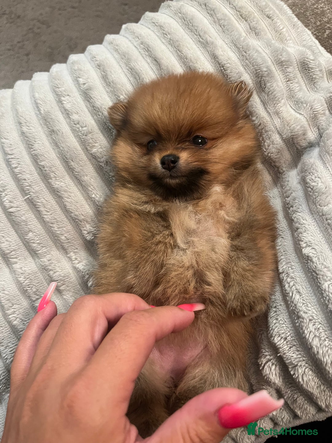 Pomeranian dogs for sale: Pom puppies - Image 5