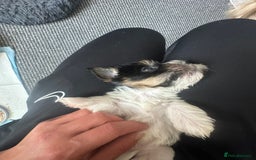 Yorkshire Terrier dogs for sale: Puppy Yorkshire terrier  - Image 6