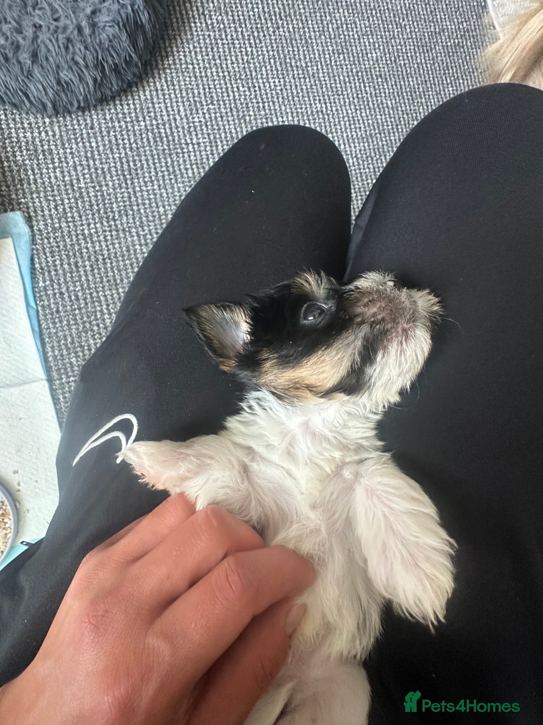 Yorkshire Terrier dogs for sale: Puppy Yorkshire terrier  - Image 6