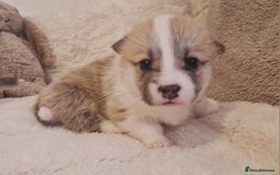Welsh Corgi Pembroke dogs for sale: Exceptional Corgi Puppies ready soon - Advert 10