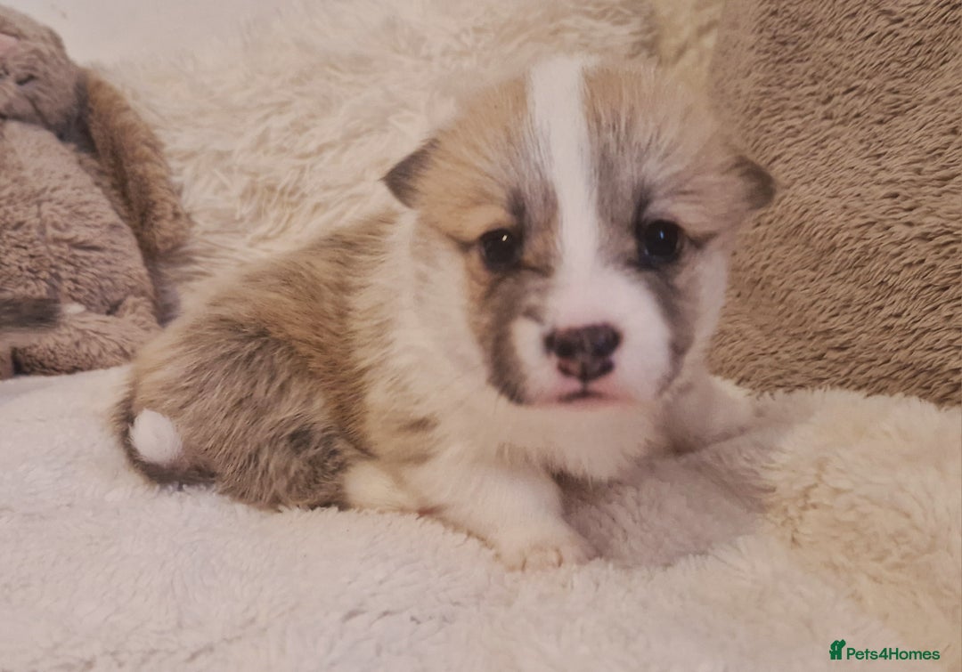 Welsh Corgi Pembroke dogs for sale: Exceptional Corgi Puppies ready soon - Advert 10