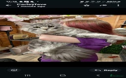 Maine Coon cats for sale: Male mainecoon  - Image 8