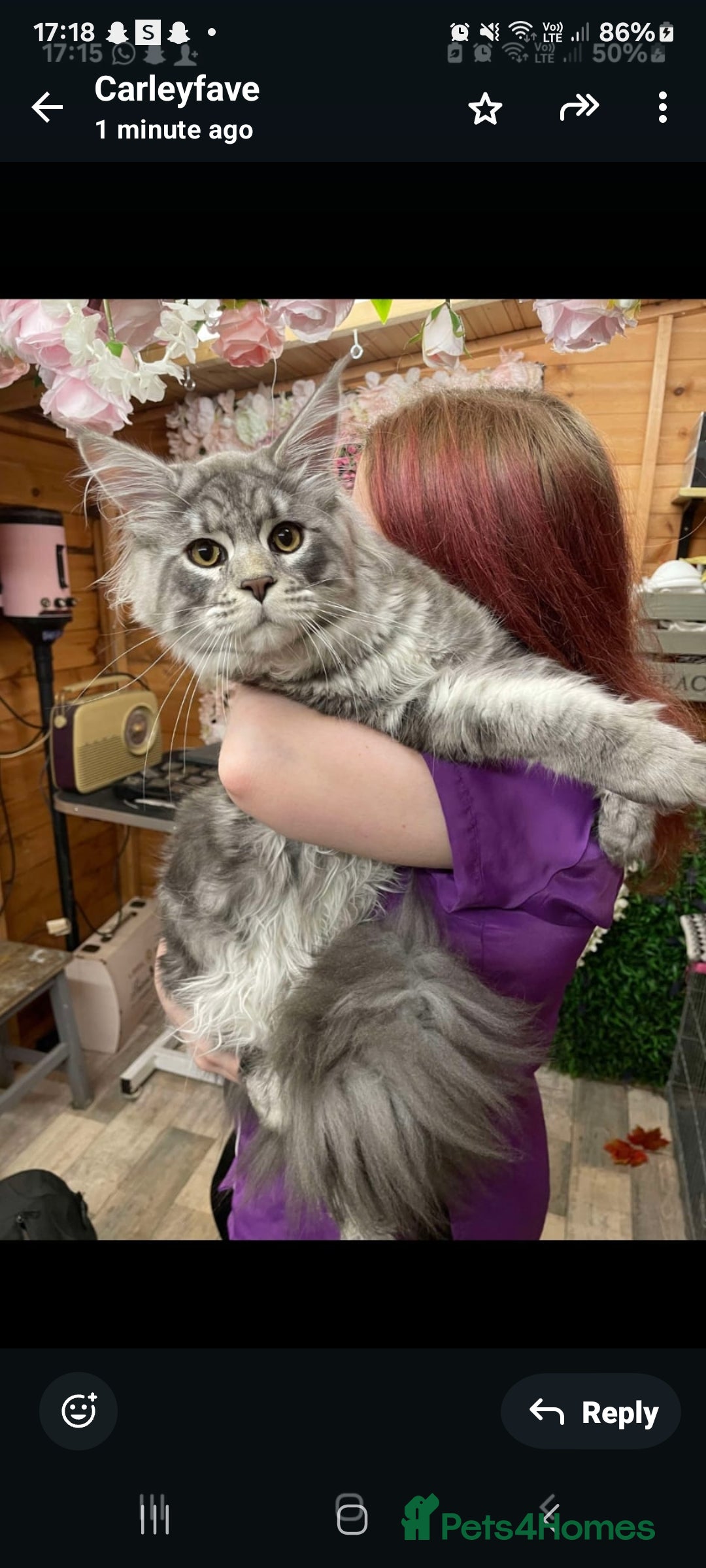 Maine Coon cats for sale: Male mainecoon  - Image 8