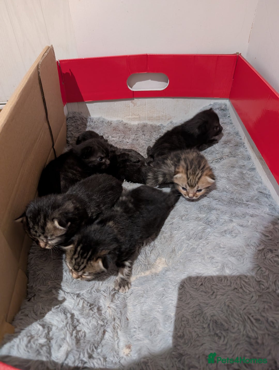 Ragdoll cats for sale: Tabby or black Ragdoll x kittens - Image 10