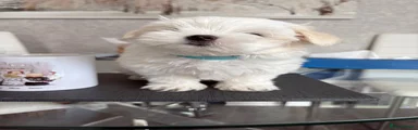 Maltese 1