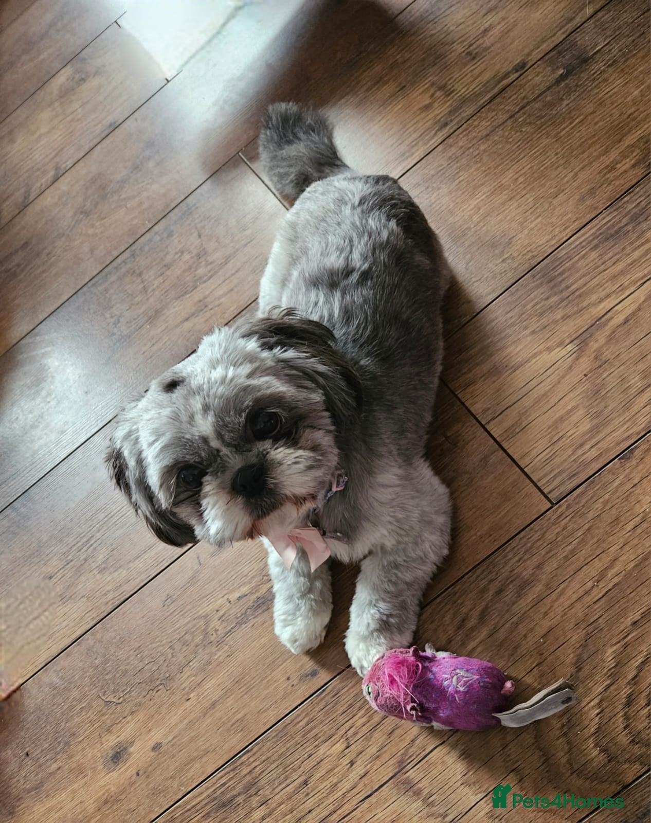 Shih Tzu dogs Imperial shih tzu puppies  - Advert 5