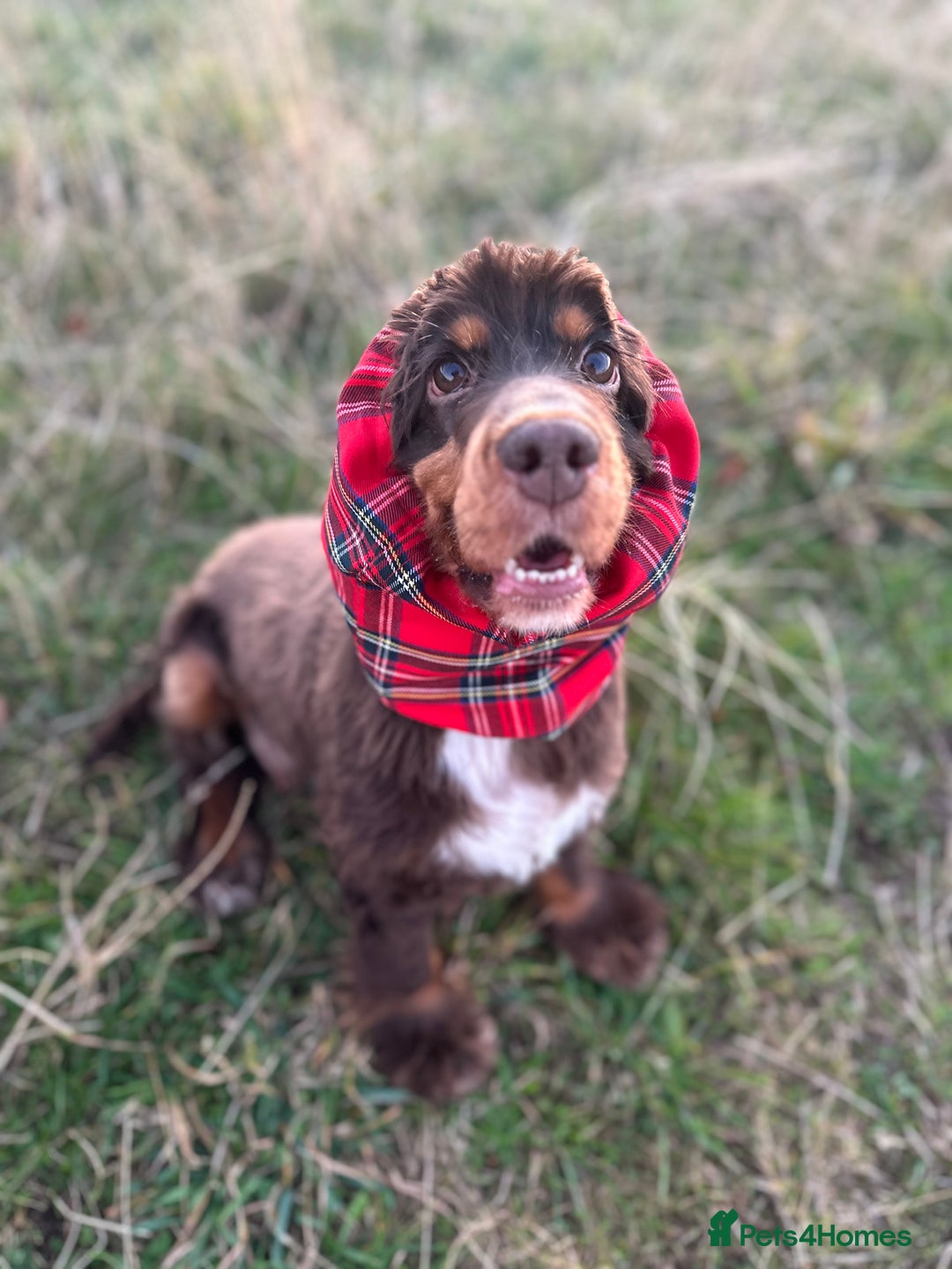 Cocker Spaniel dogs for sale: Cocker Spaniel puppies: Interest list - Advert 4